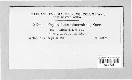 Phyllosticta phaseolina image